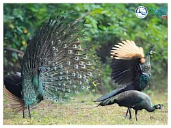 ป่าภูเขียว-ทุ่งกะมัง